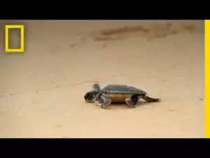 Video: Rising Temperatures Cause Sea Turtles to Turn Female